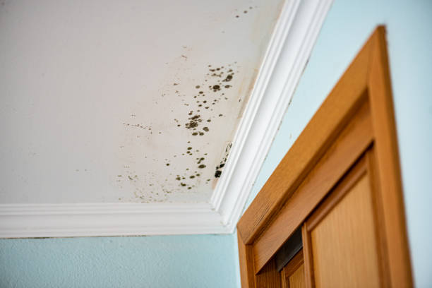 Best Fast Mold Removal  in Altamont, OR