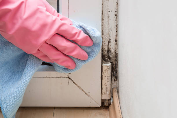 Best Residential Mold Removal  in Altamont, OR